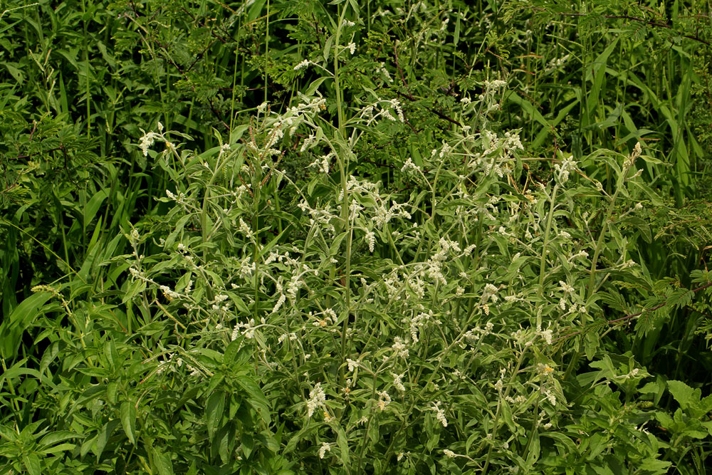 Aerva leucura Aerva leucura