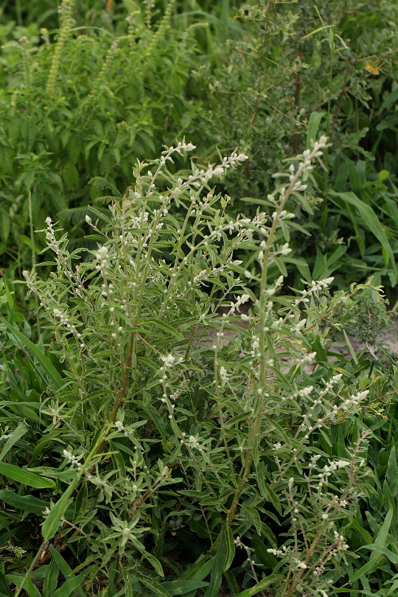 Aerva leucura Aerva leucura