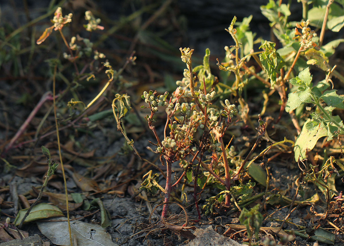 Nothosaerva brachiata