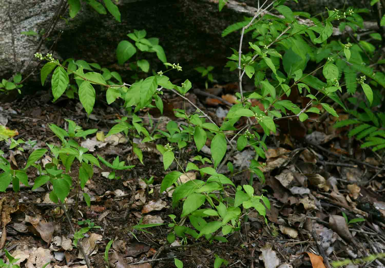 Psilotrichum scleranthum