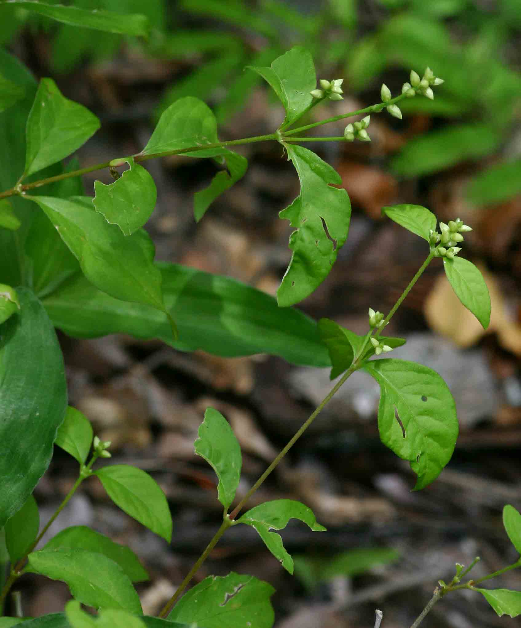 Psilotrichum scleranthum