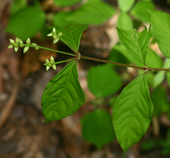 Psilotrichum scleranthum Psilotrichum scleranthum