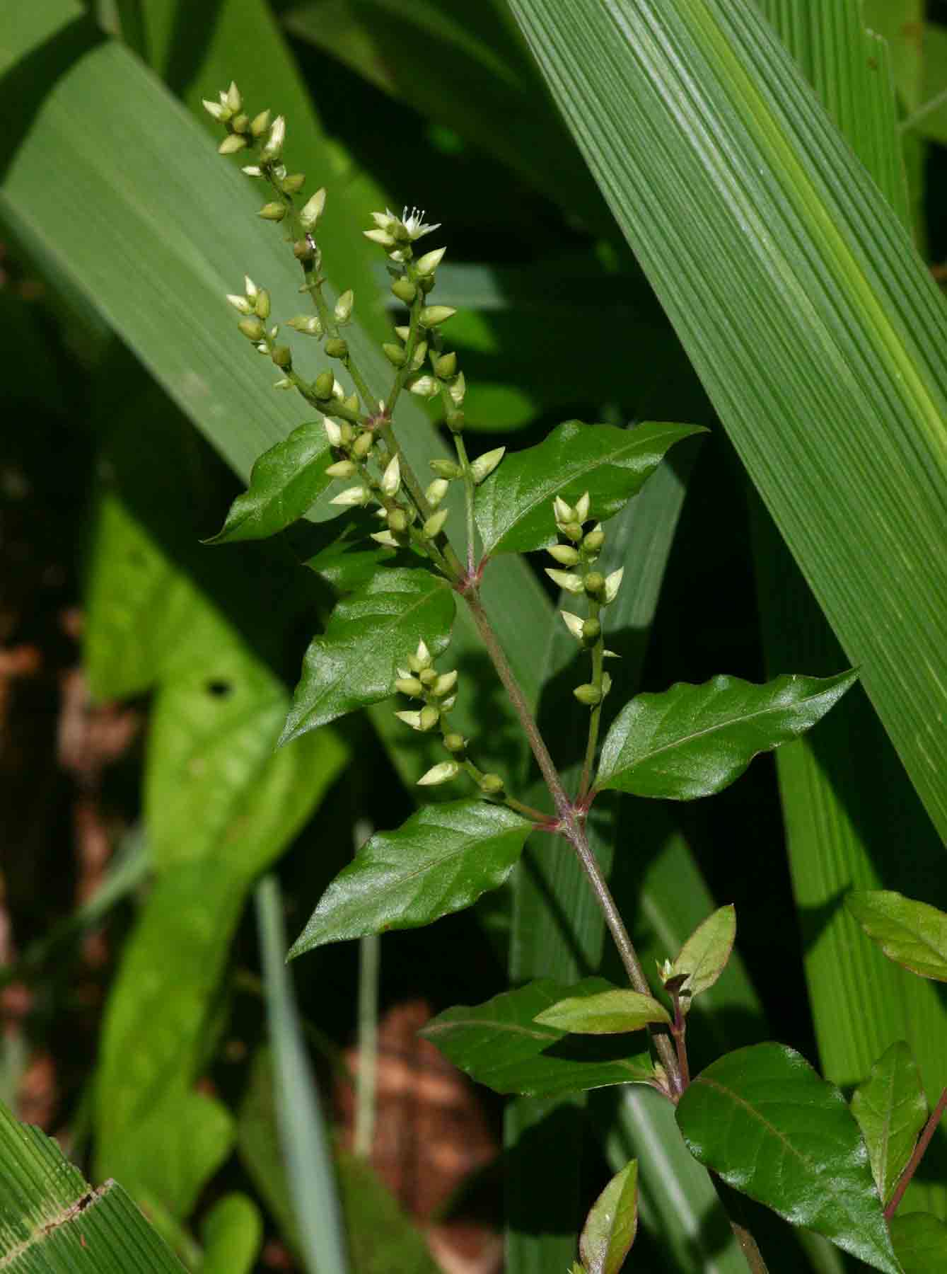 Psilotrichum scleranthum