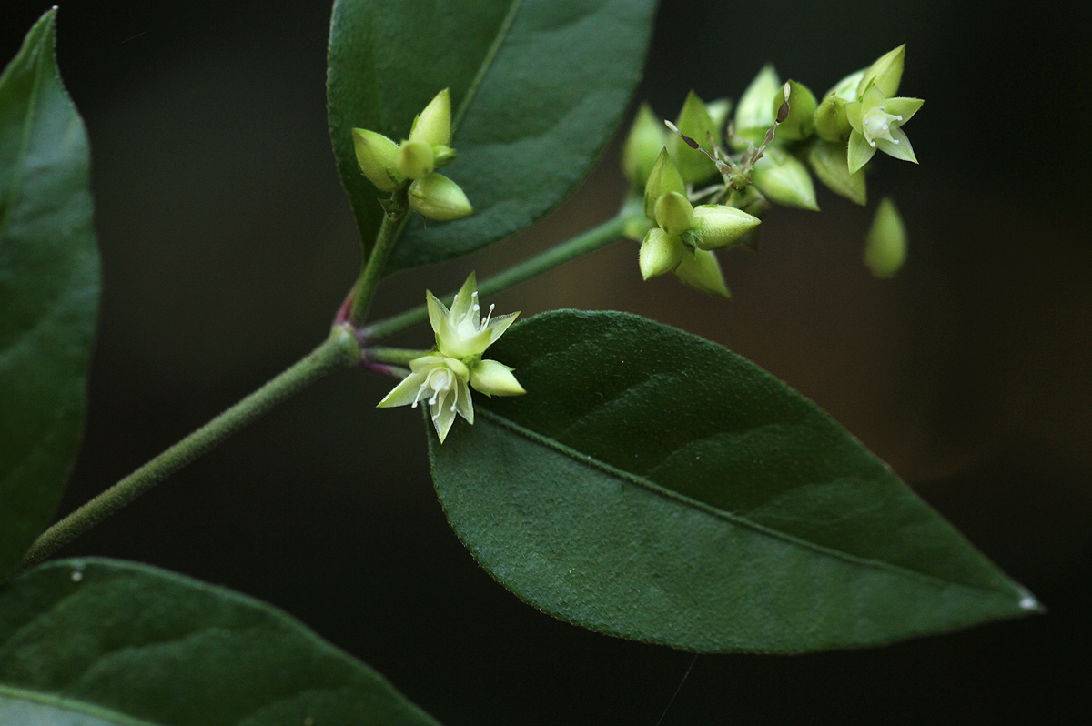 Psilotrichum scleranthum