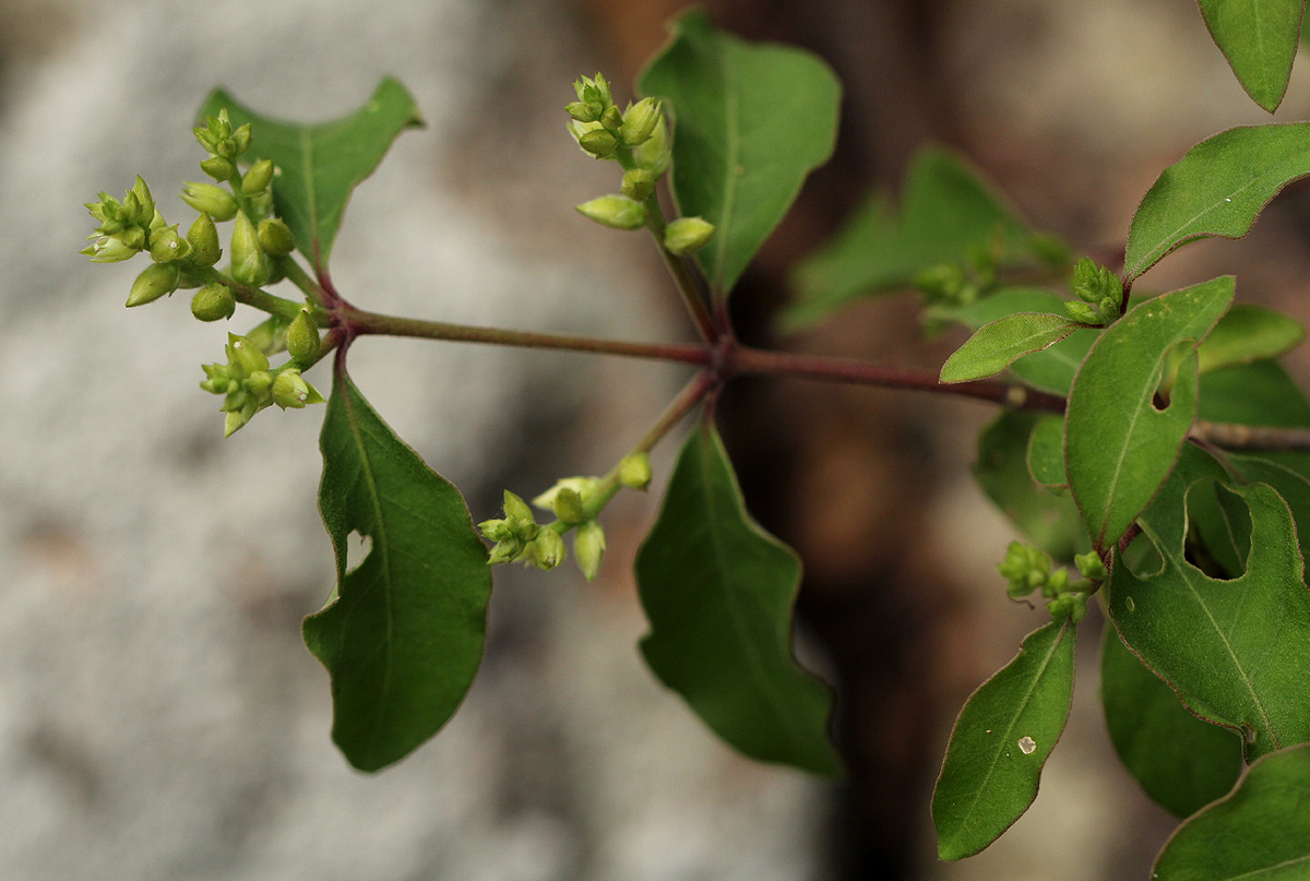 Psilotrichum scleranthum