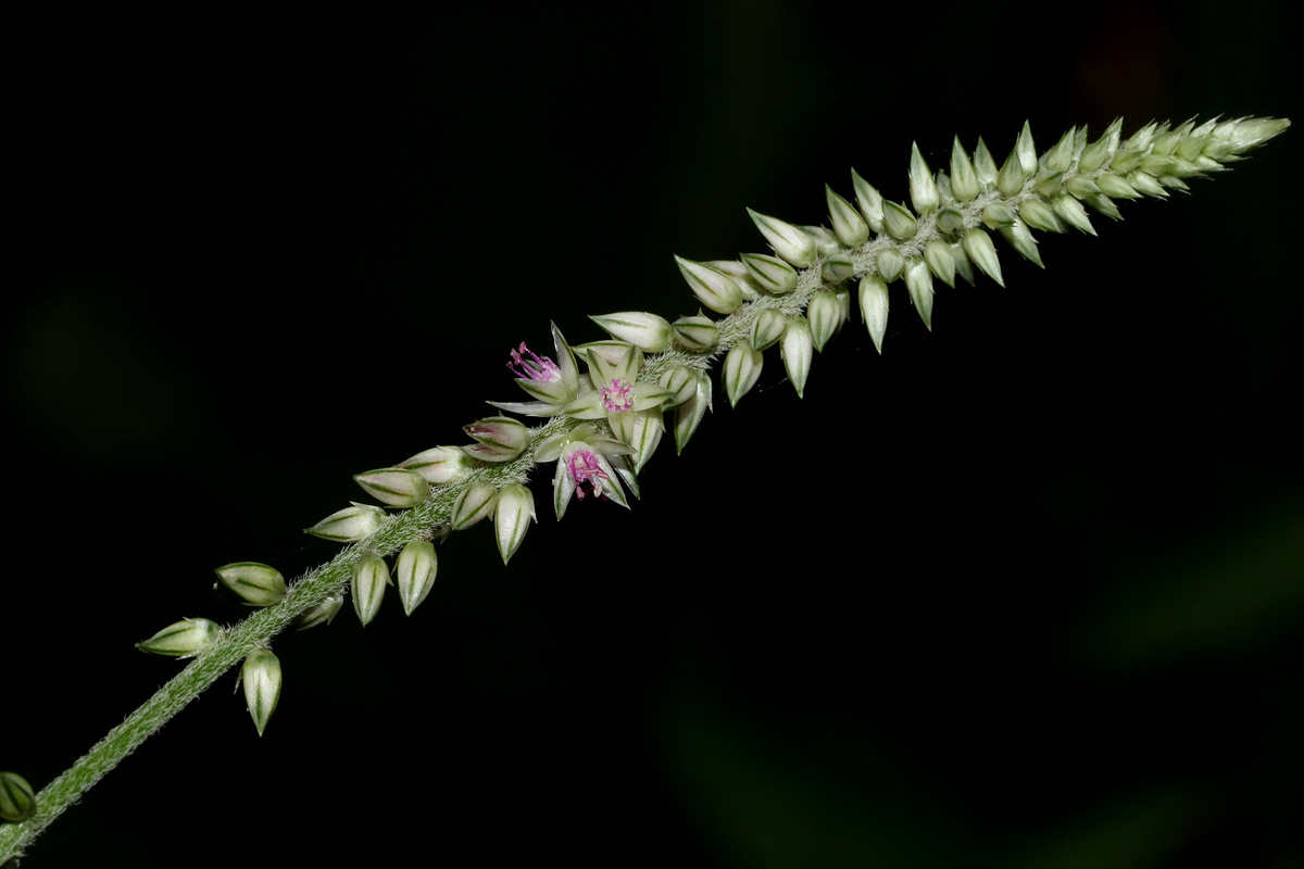 Achyranthes aspera var. pubescens