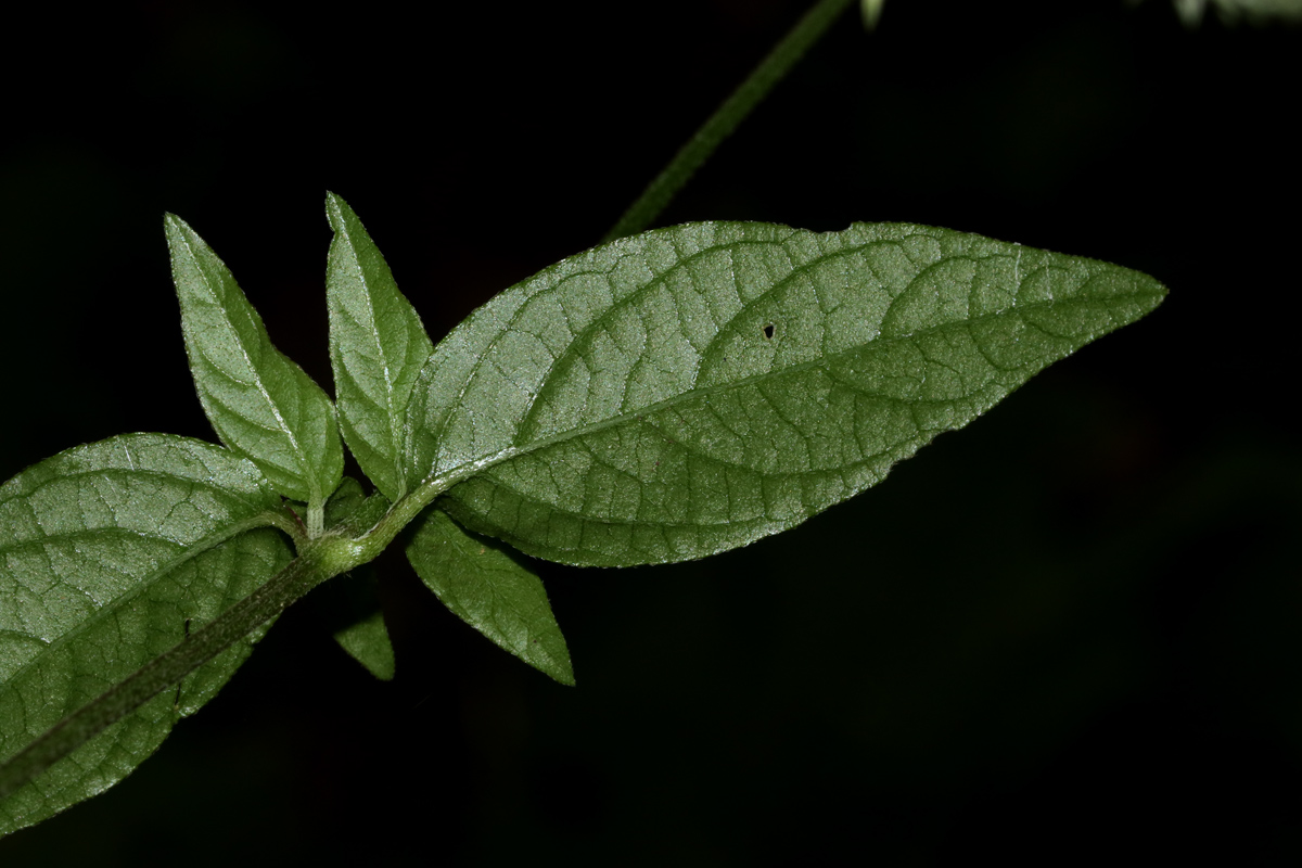 Achyranthes aspera var. pubescens