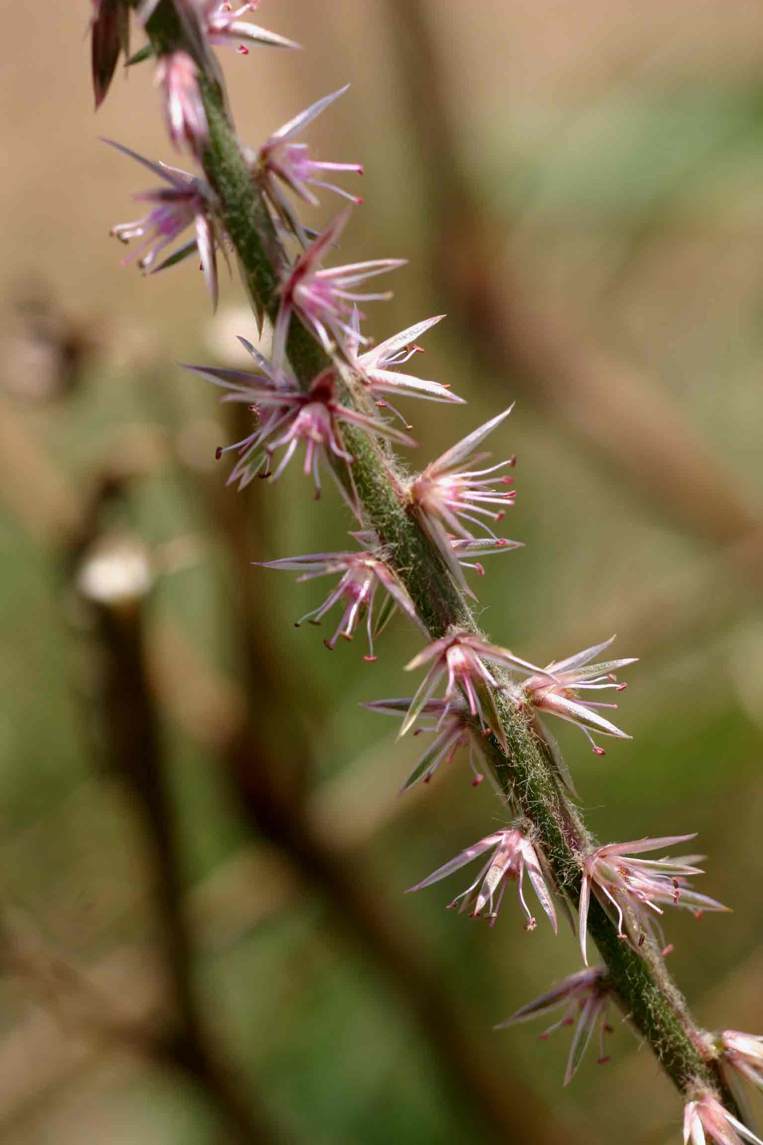 Achyranthes aspera var. pubescens