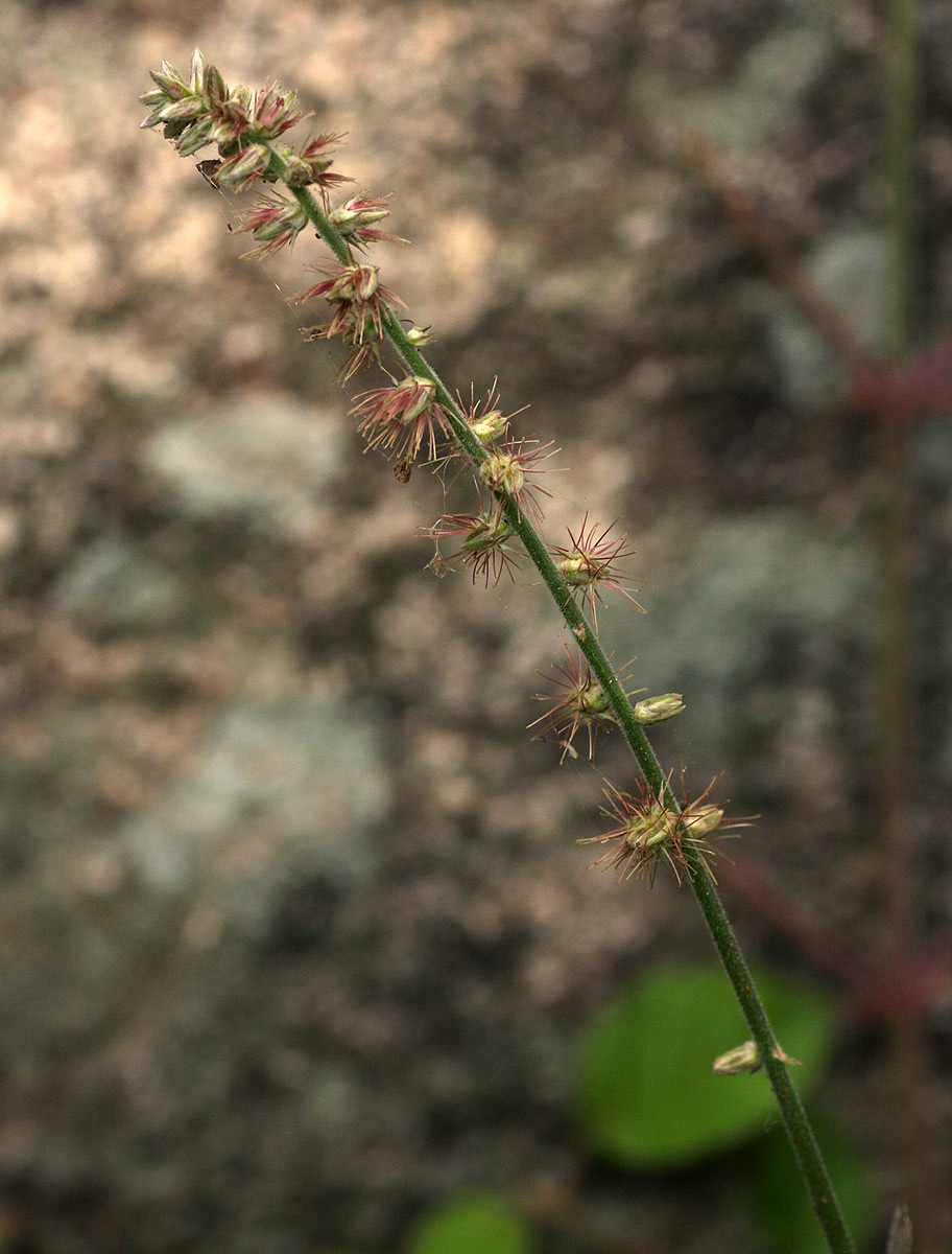 Achyranthes aspera var. pubescens