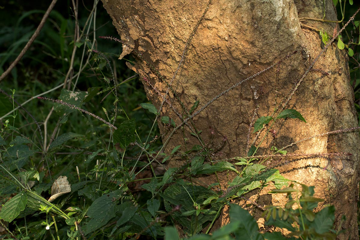 Achyranthes aspera var. pubescens