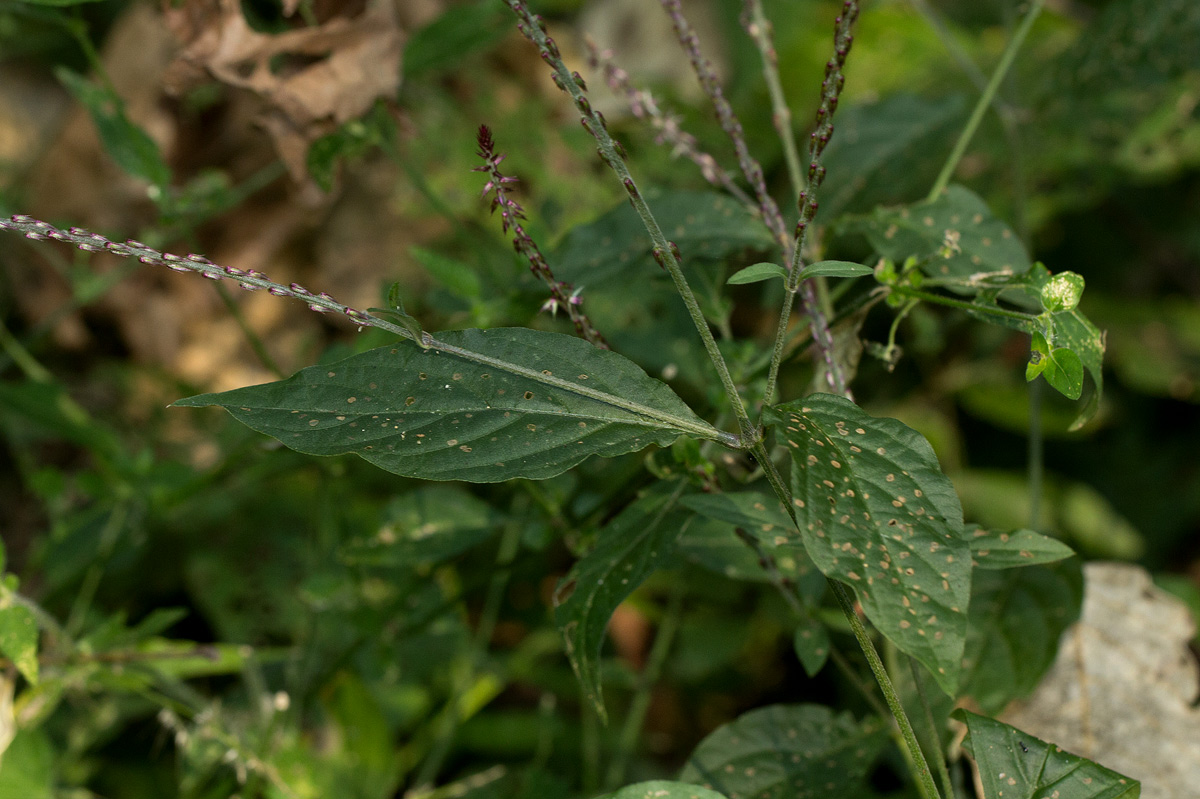 Achyranthes aspera var. pubescens