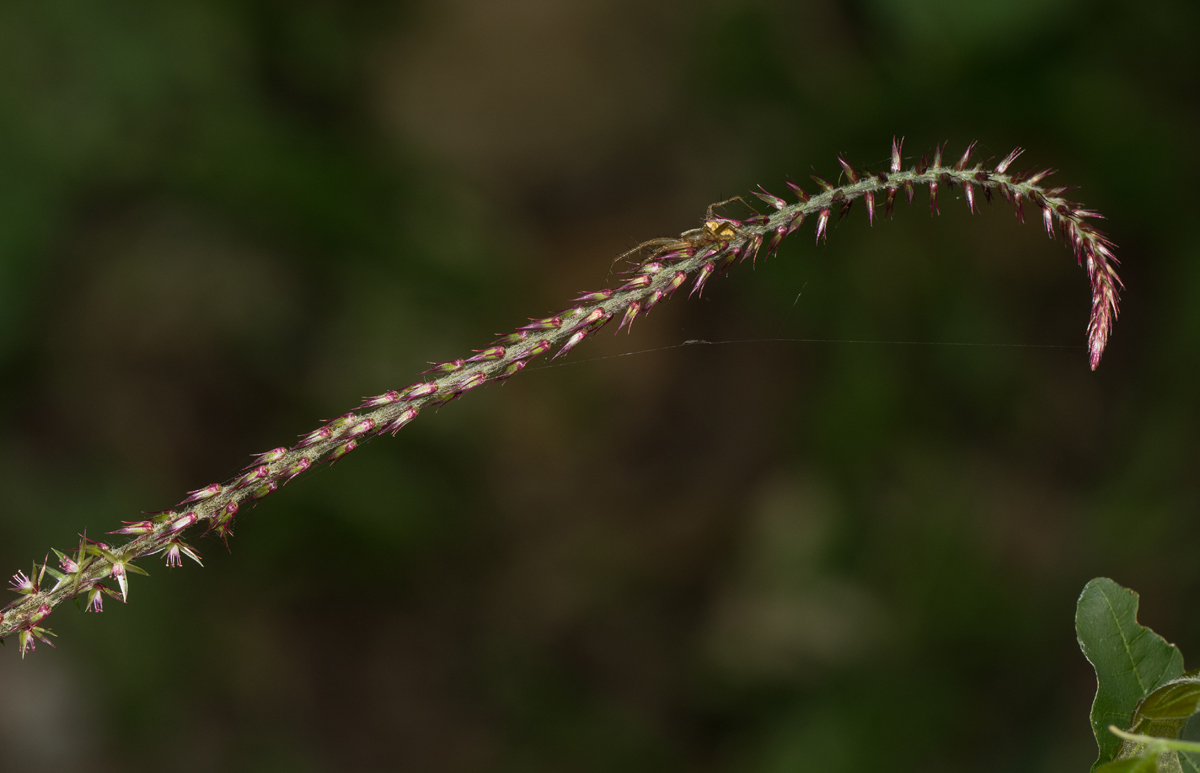 Achyranthes aspera var. pubescens