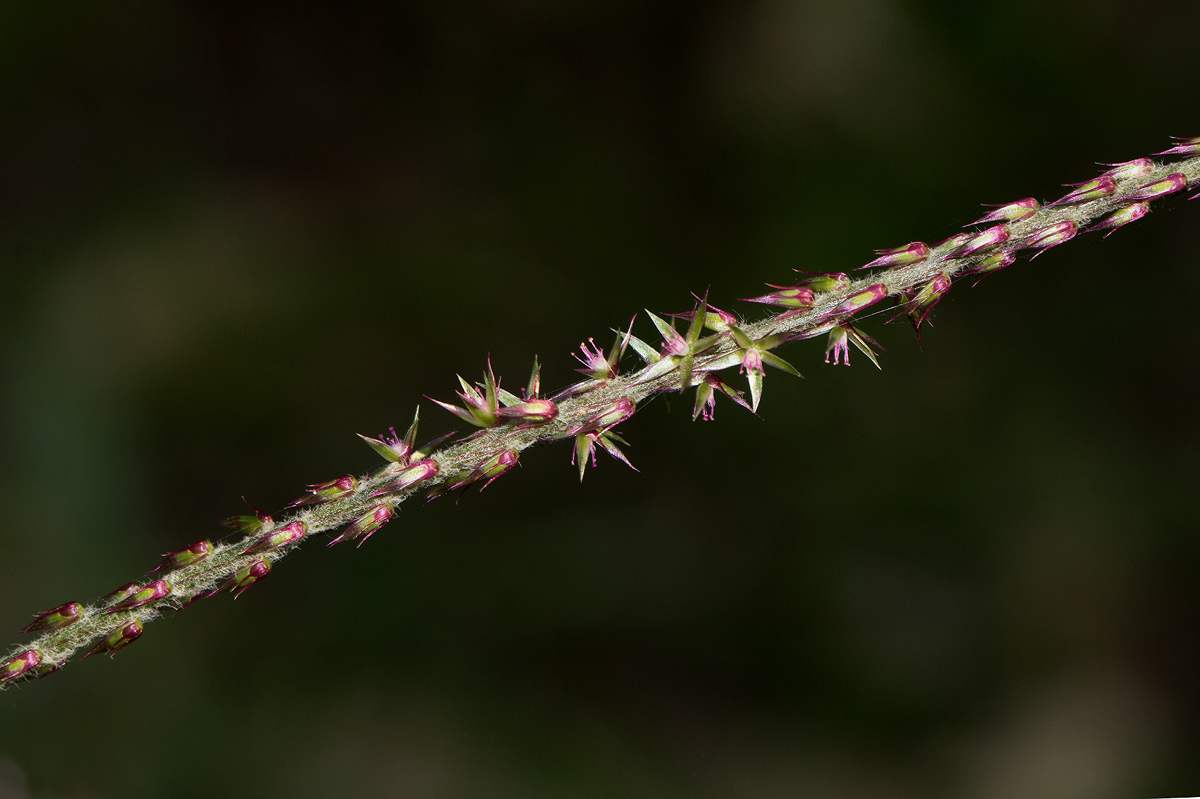 Achyranthes aspera var. pubescens