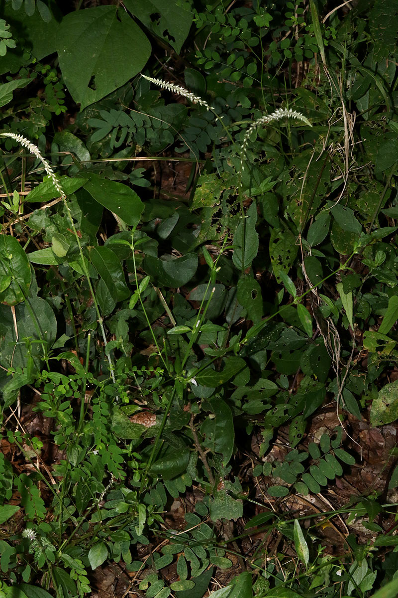 Achyranthes aspera var. pubescens