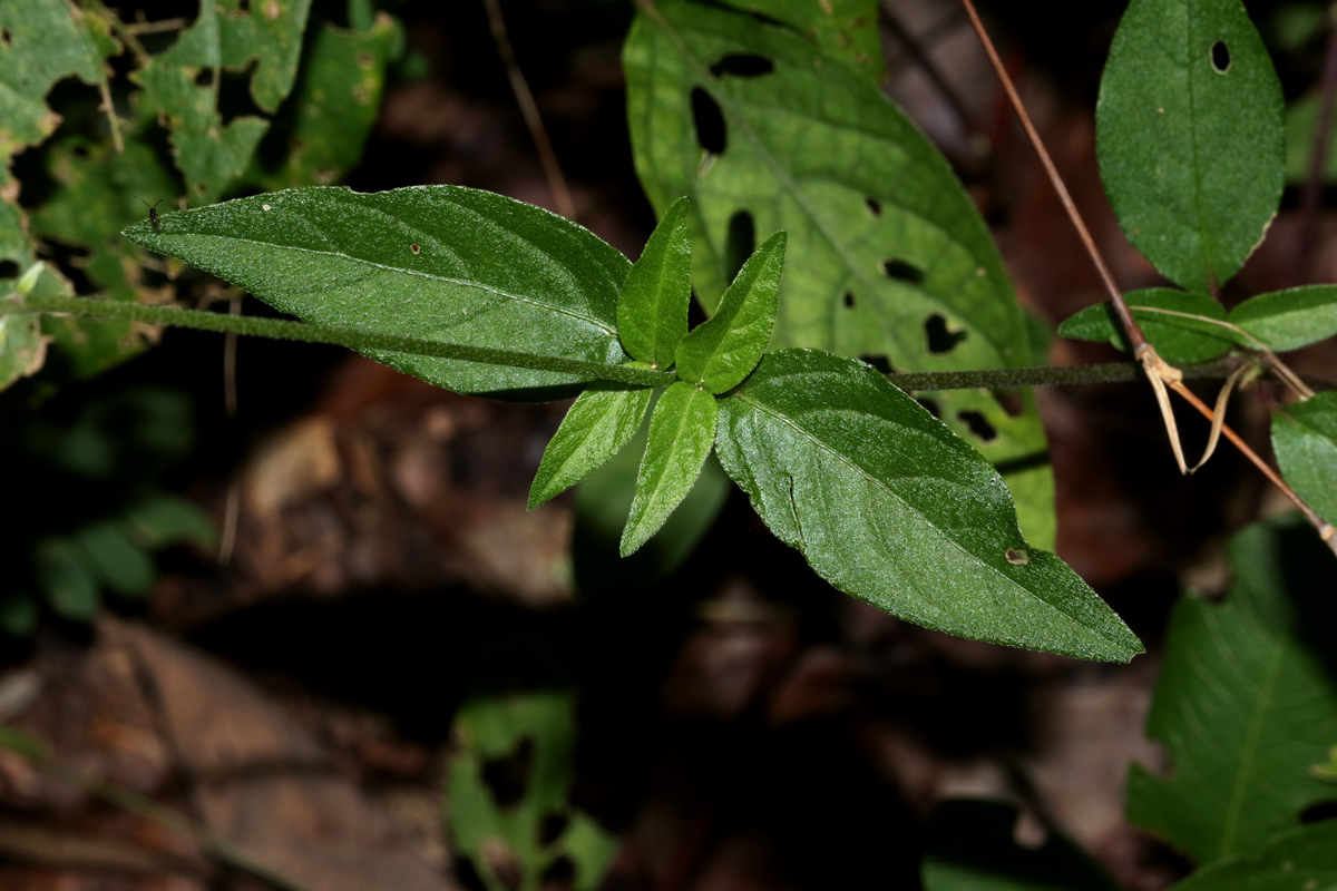 Achyranthes aspera var. pubescens