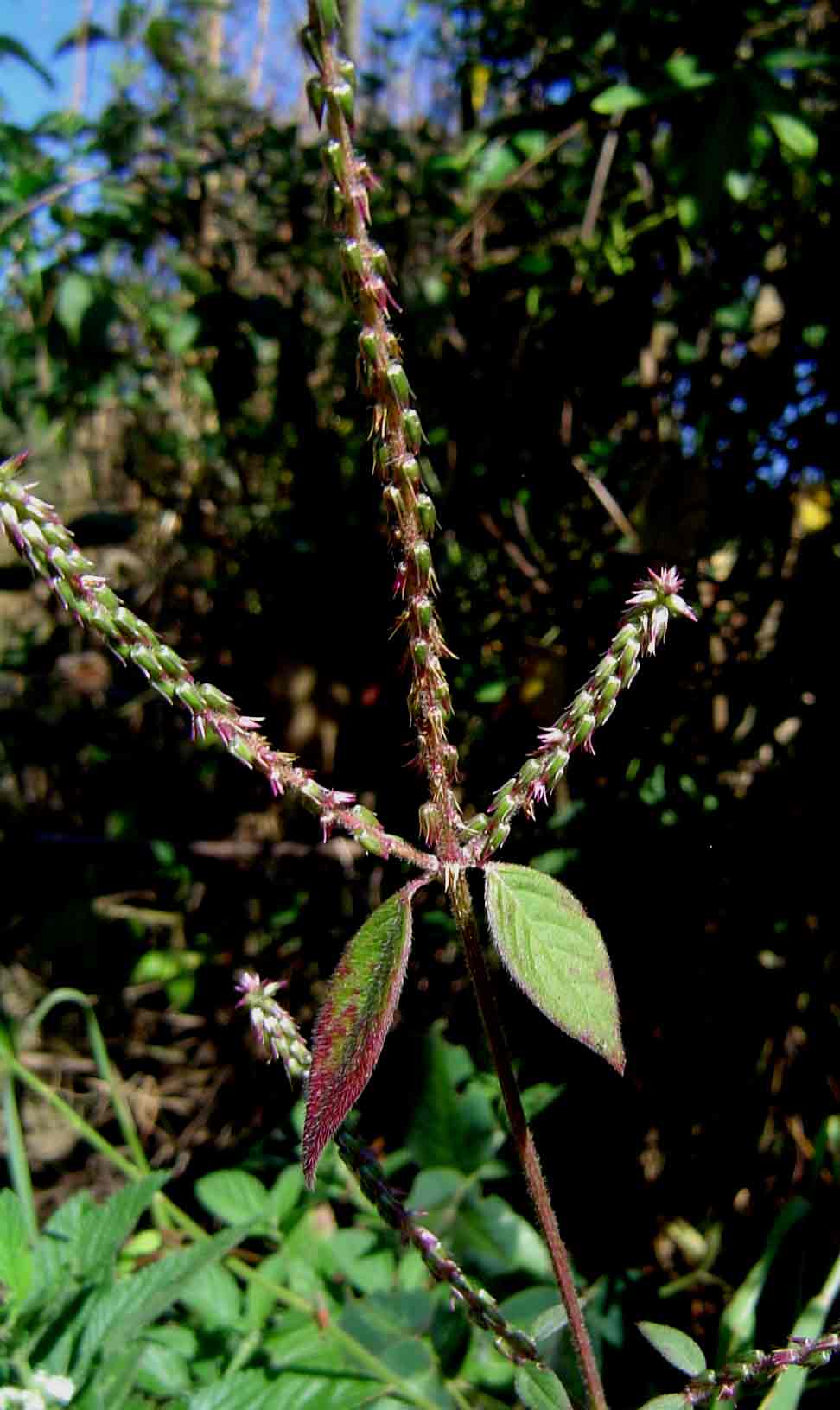 Achyranthes aspera var. sicula
