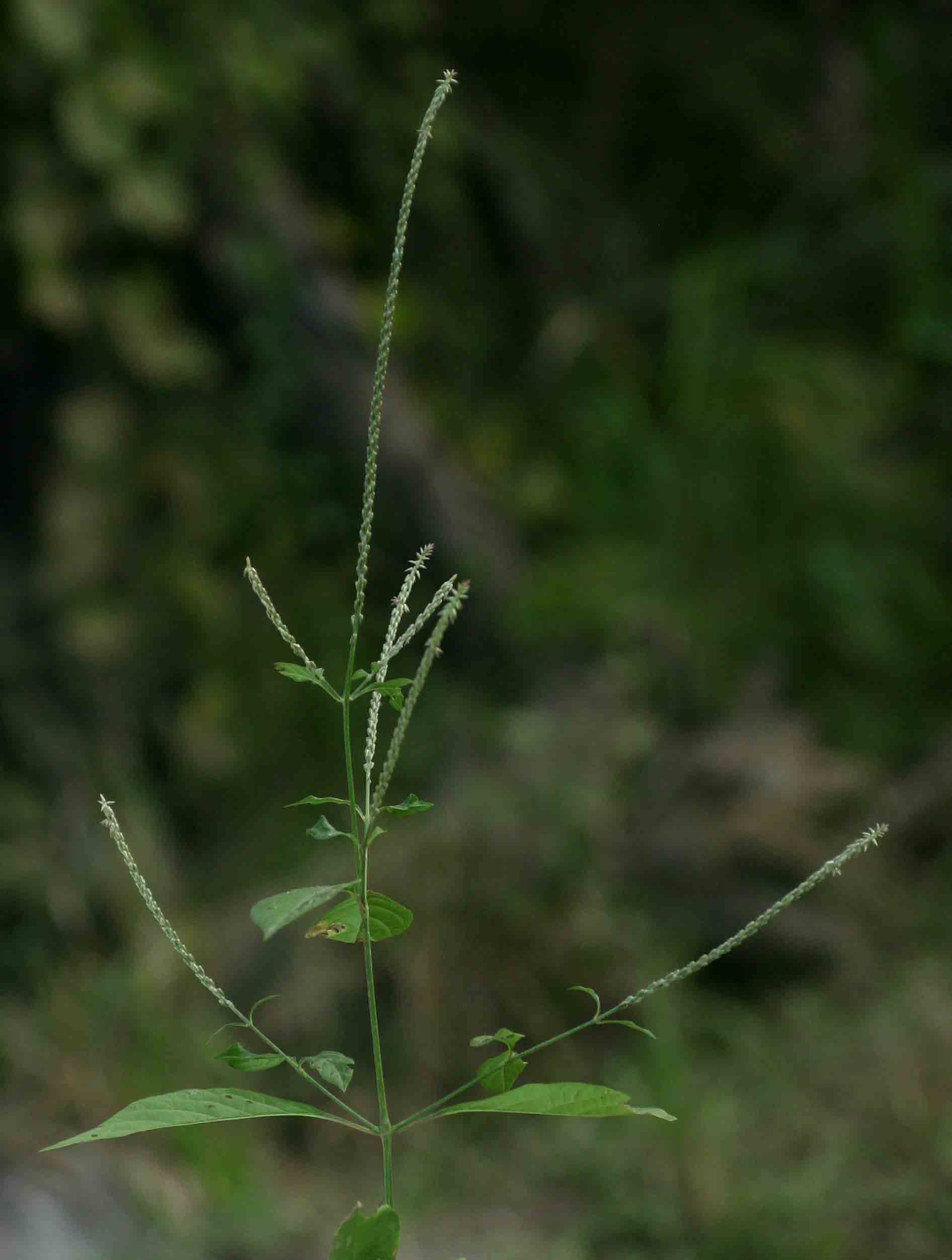 Achyranthes aspera var. sicula