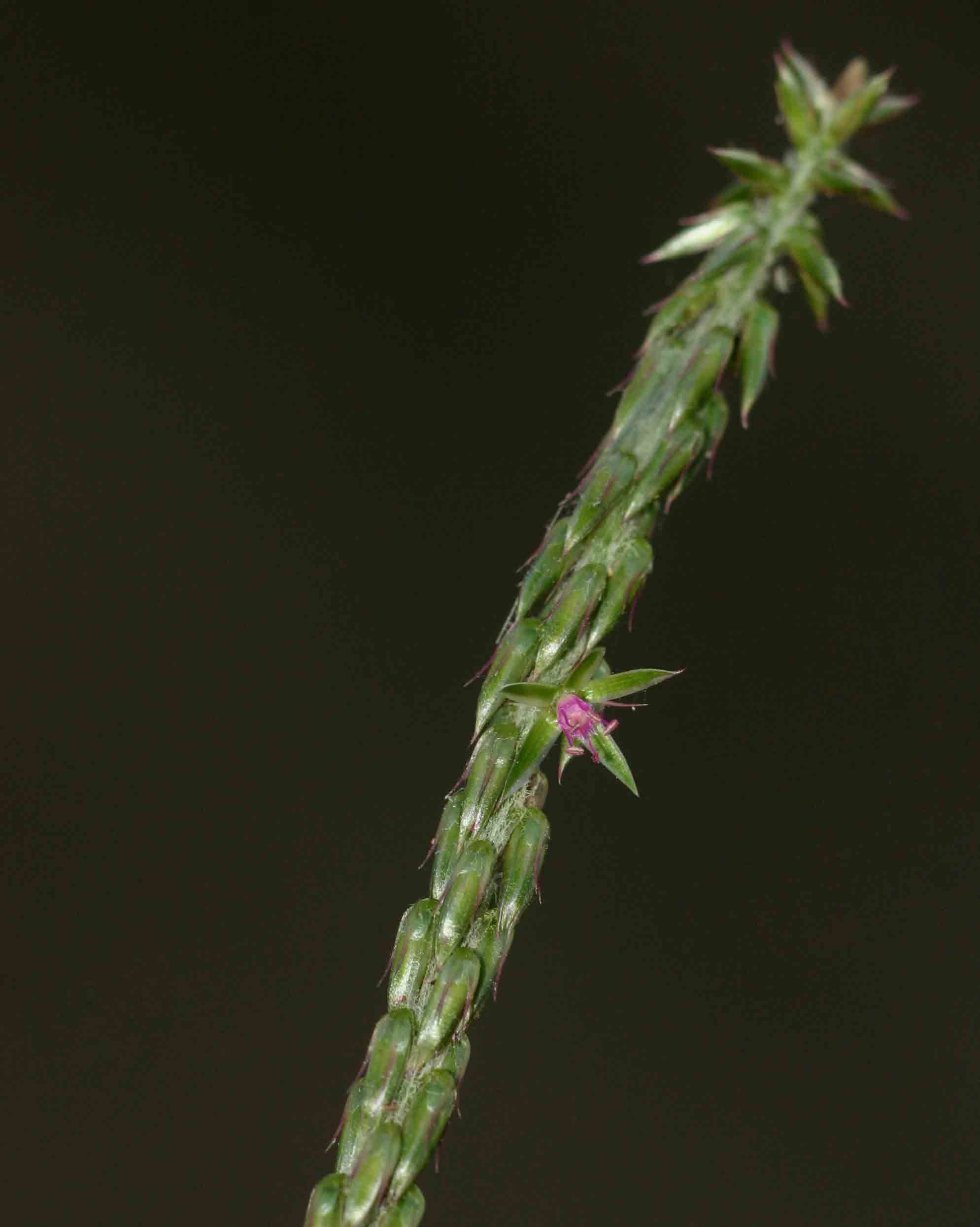 Achyranthes aspera var. sicula