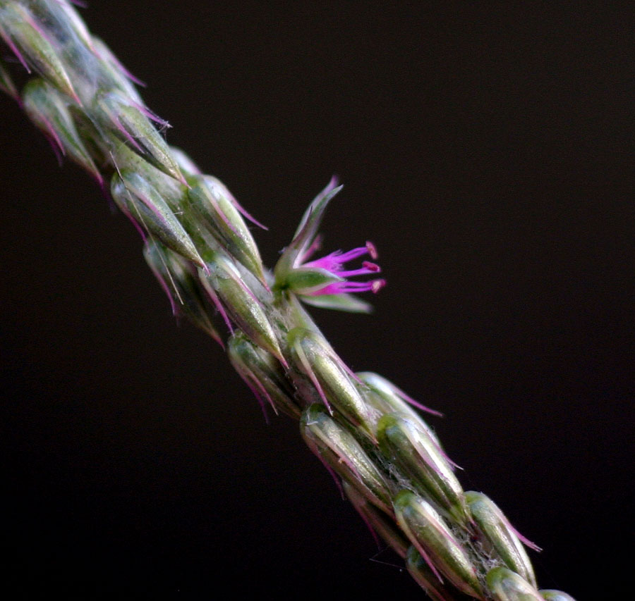 Achyranthes aspera var. sicula