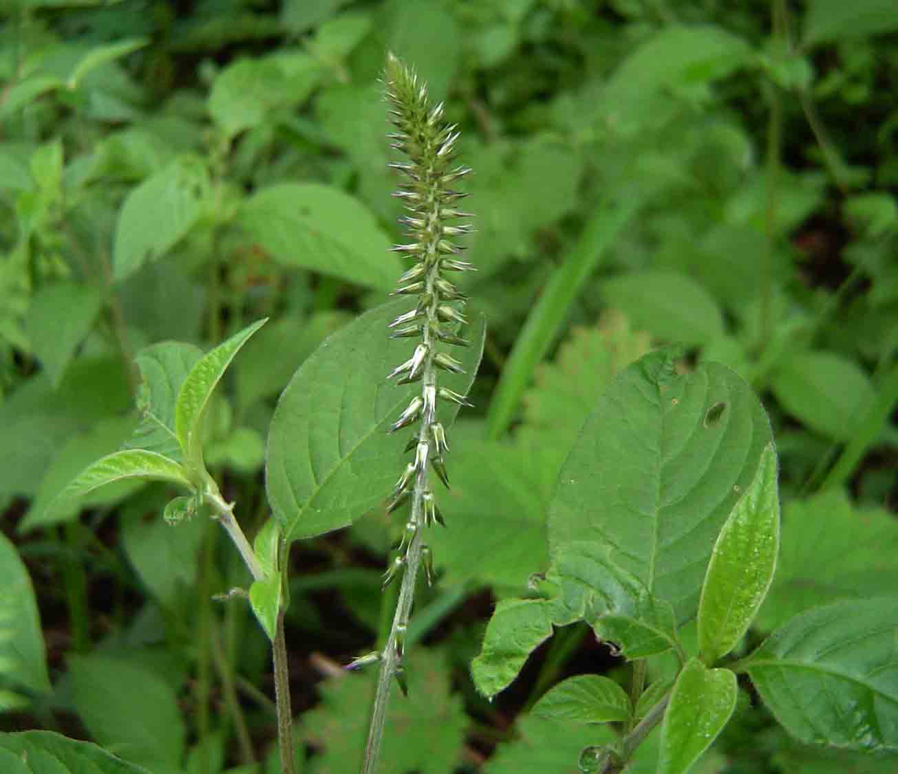 Achyranthes aspera var. sicula