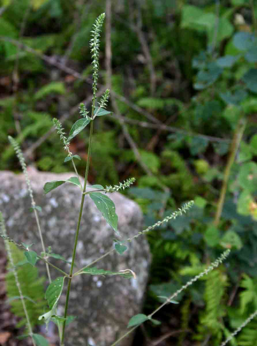 Achyranthes aspera var. sicula