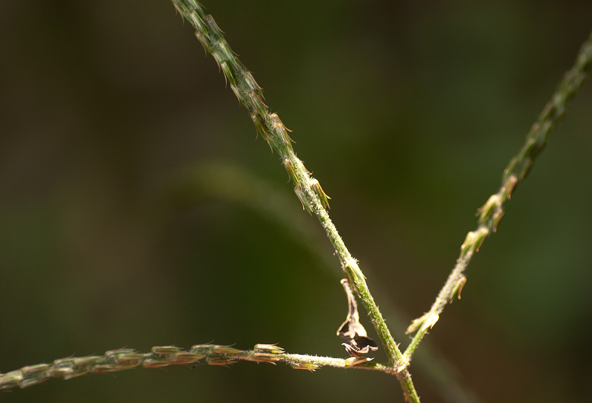 Achyranthes aspera var. sicula