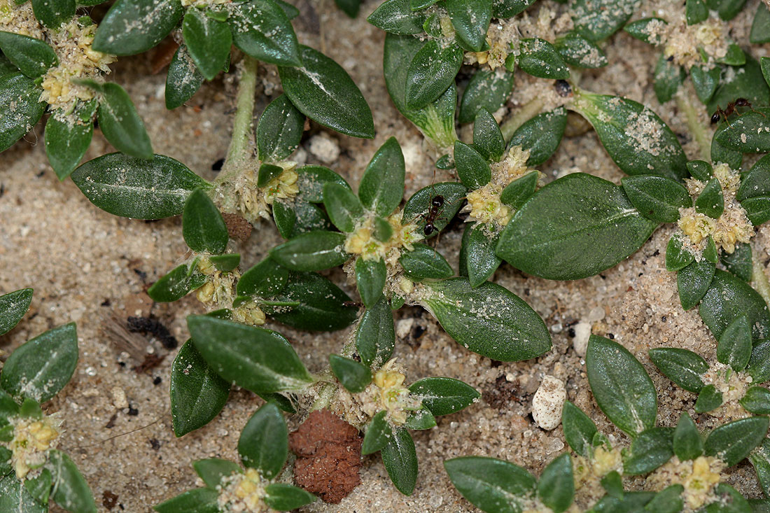 Guilleminea densa Guilleminea densa