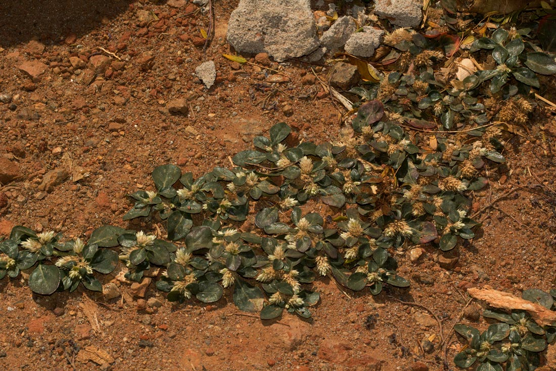 Alternanthera caracasana