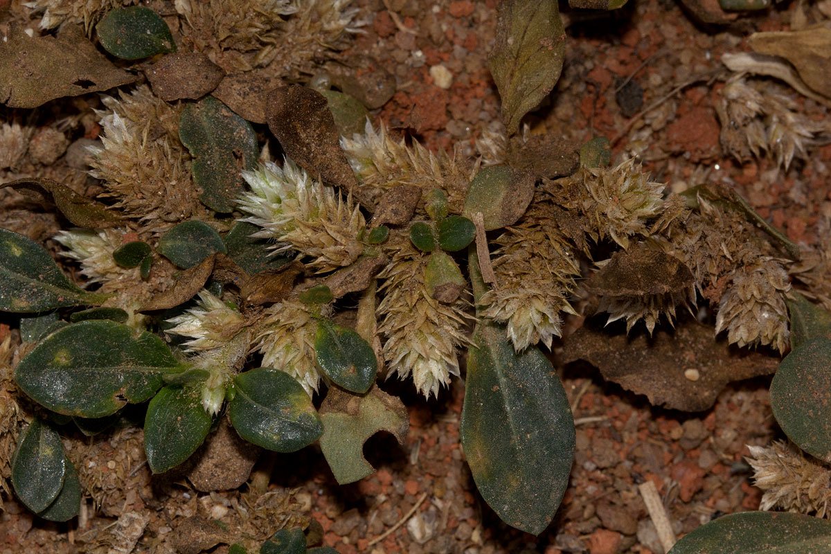 Alternanthera caracasana