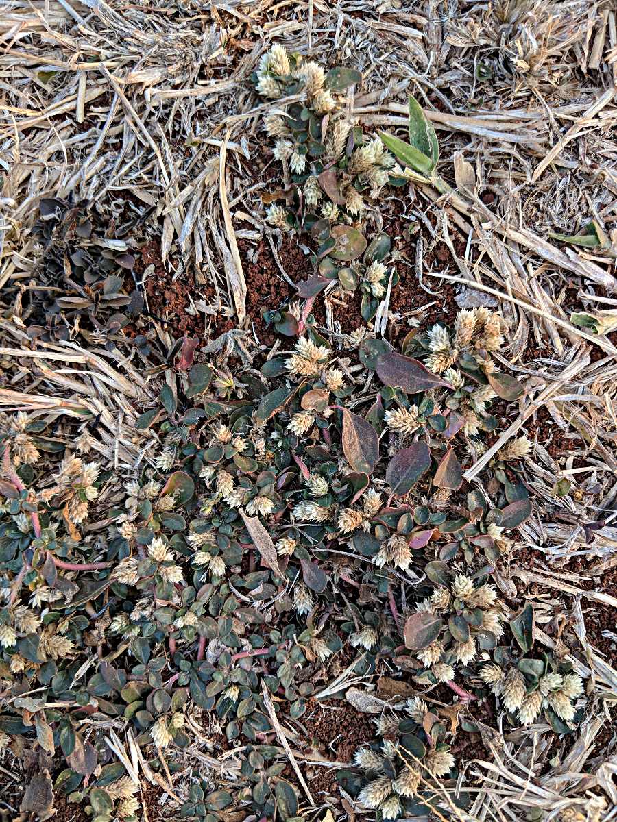 Alternanthera caracasana