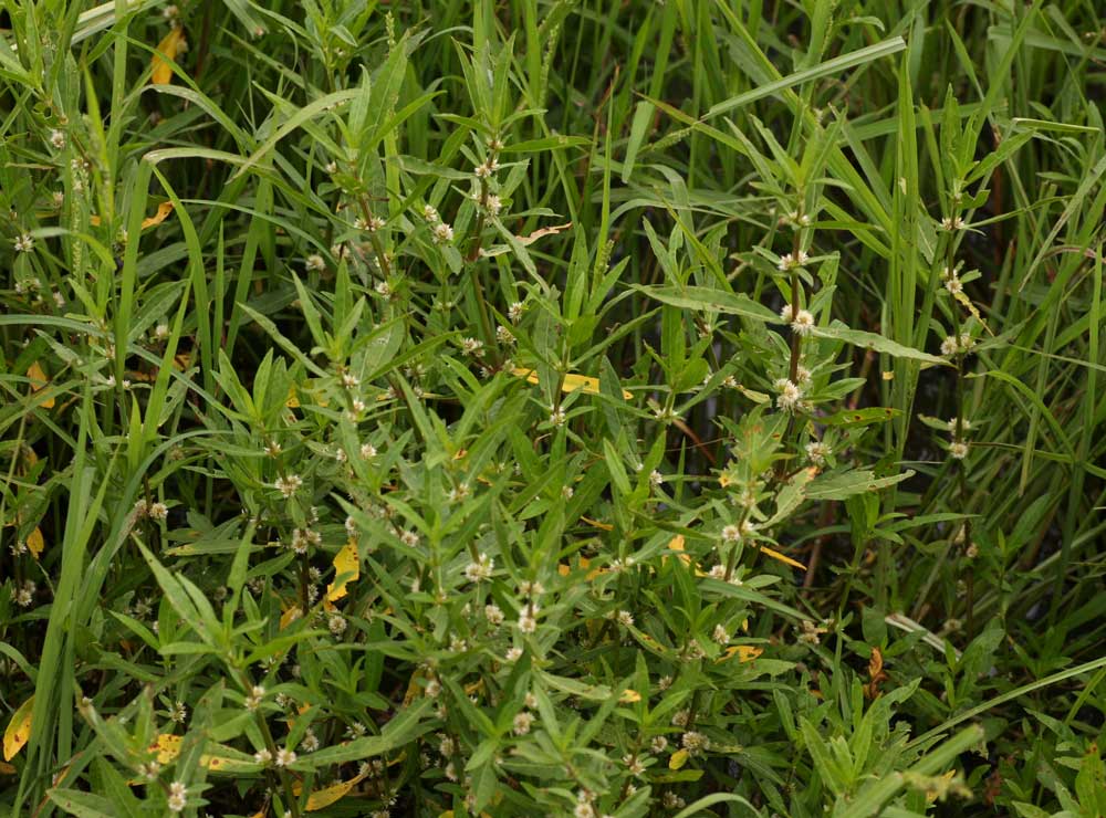 Alternanthera nodiflora