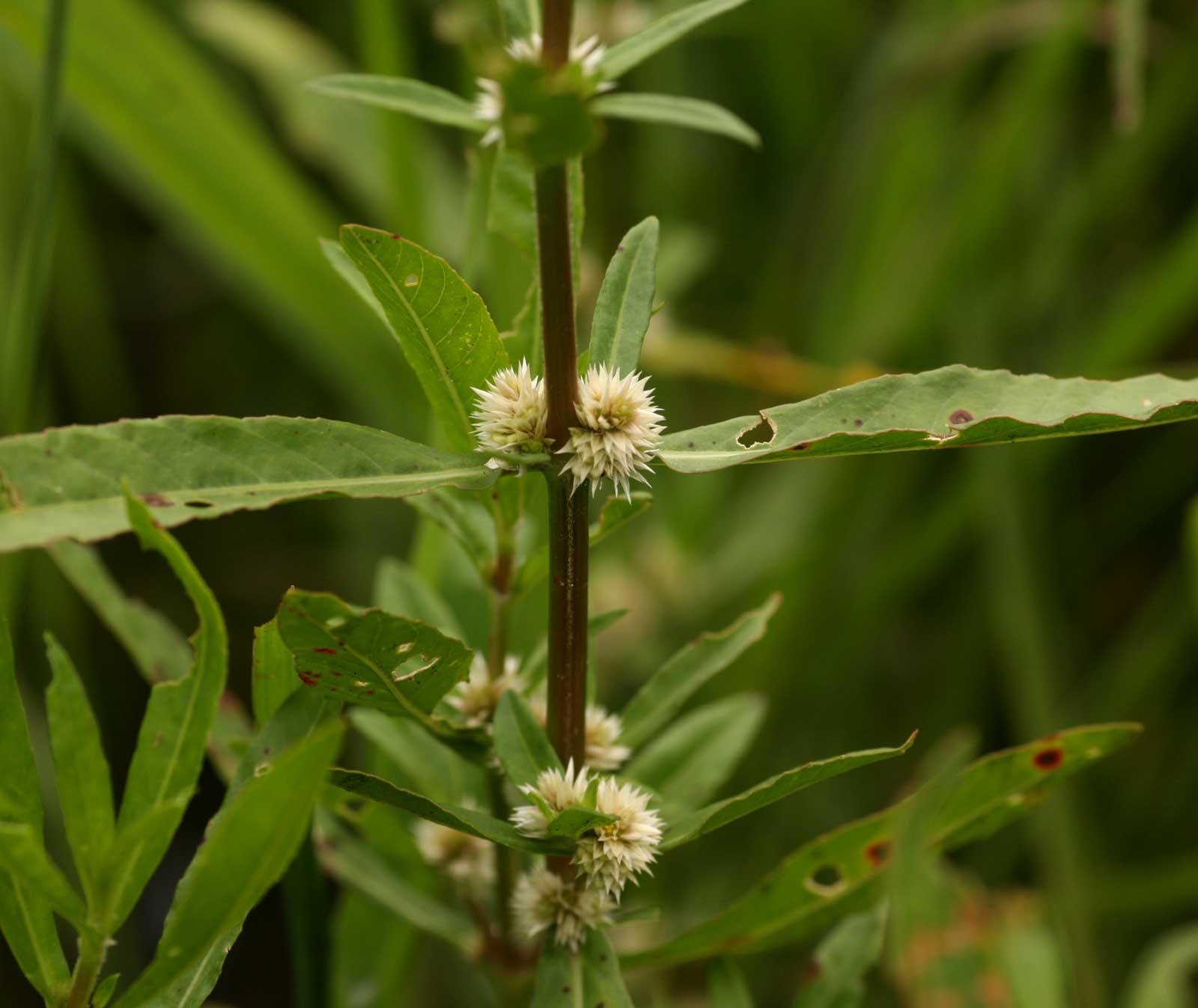 Alternanthera nodiflora