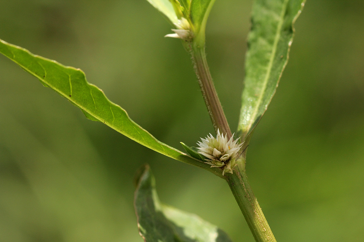 Alternanthera nodiflora