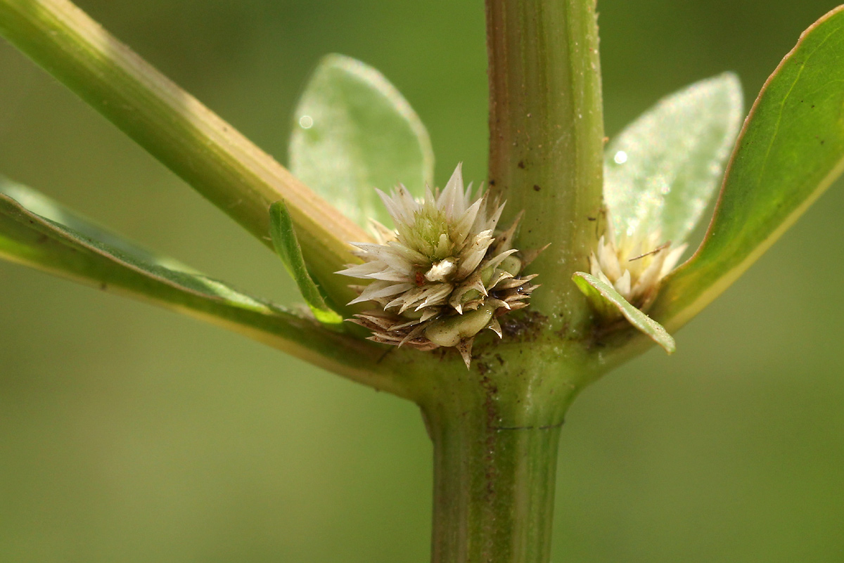 Alternanthera nodiflora Alternanthera nodiflora