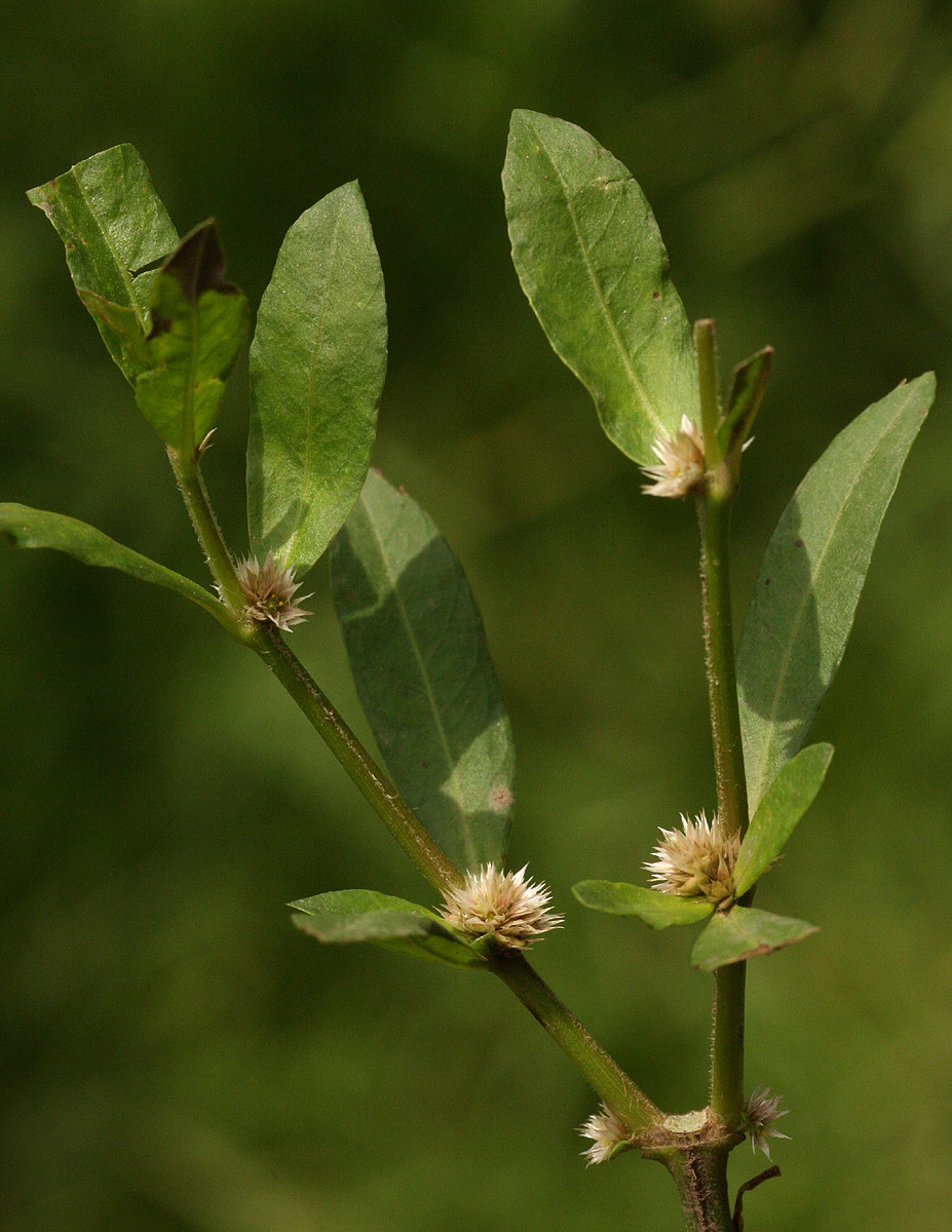 Alternanthera nodiflora Alternanthera nodiflora