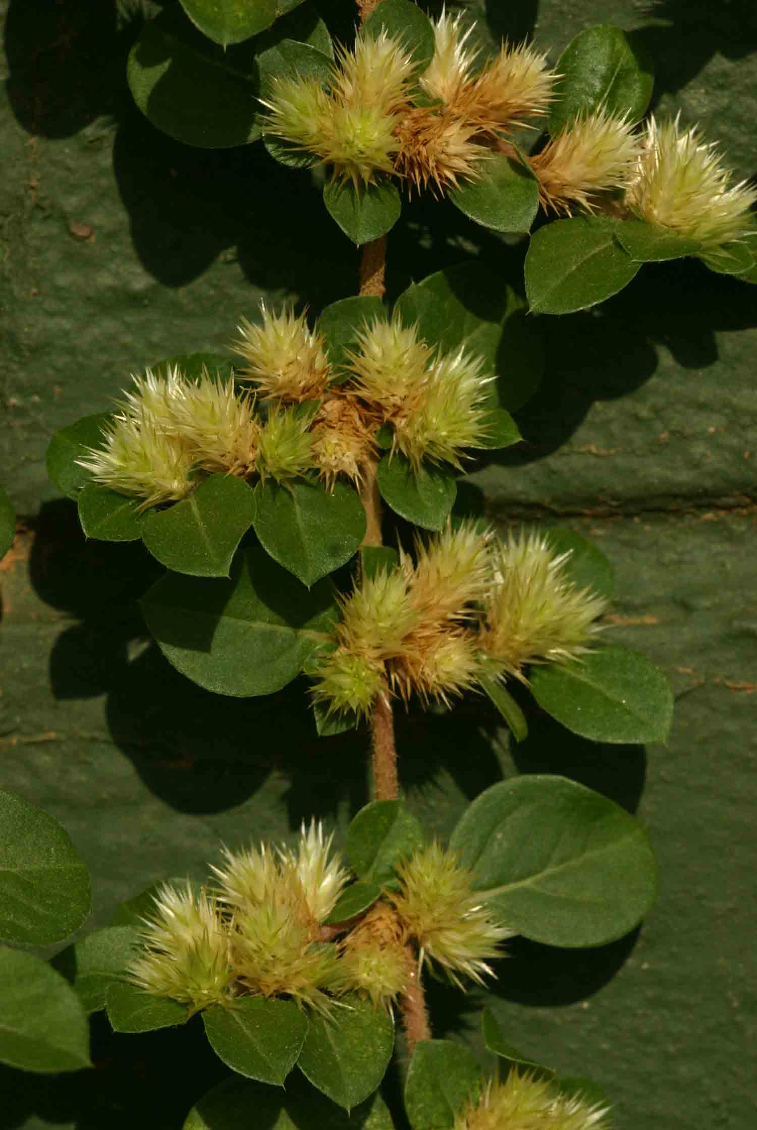 Alternanthera pungens