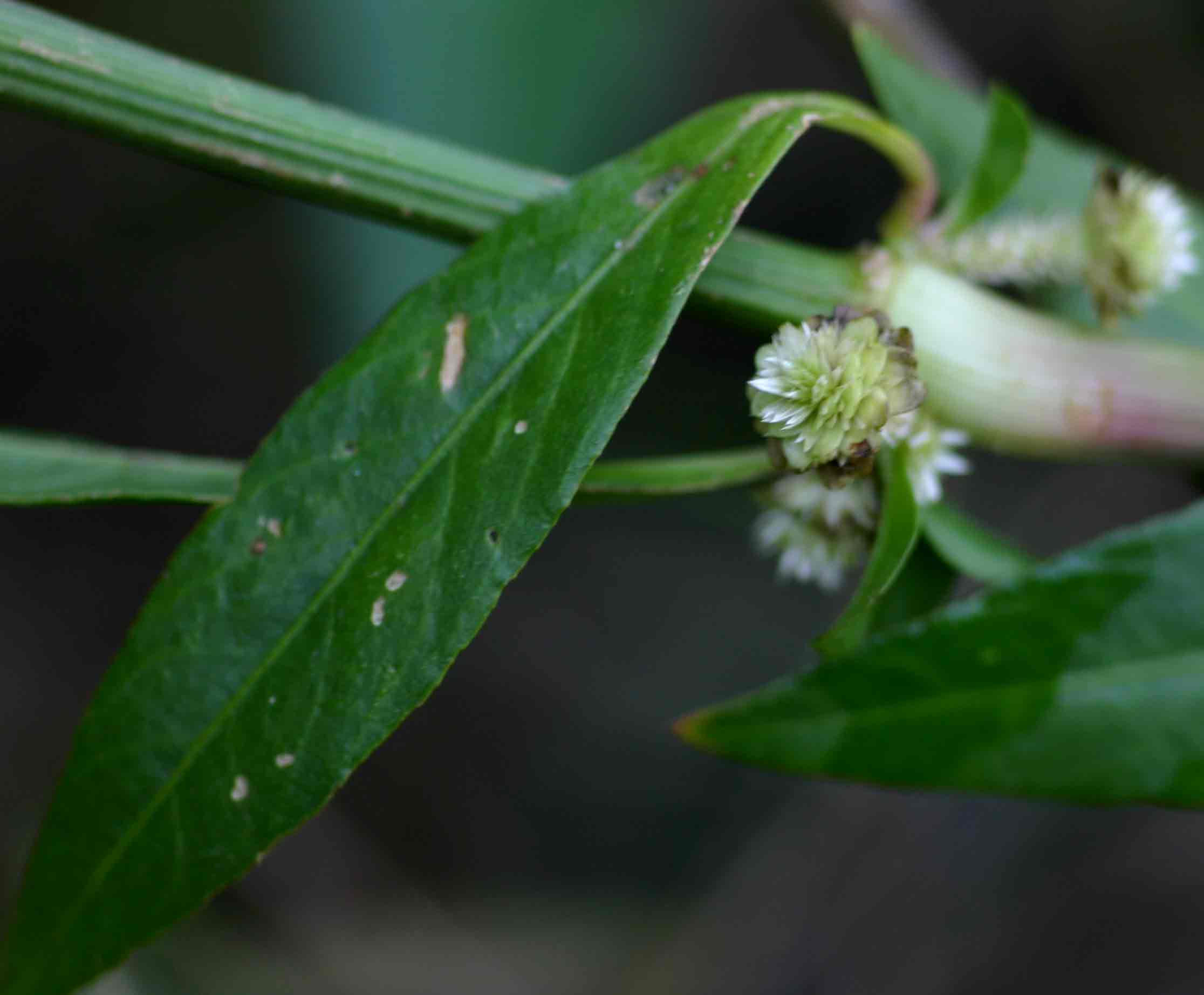 Alternanthera sessilis