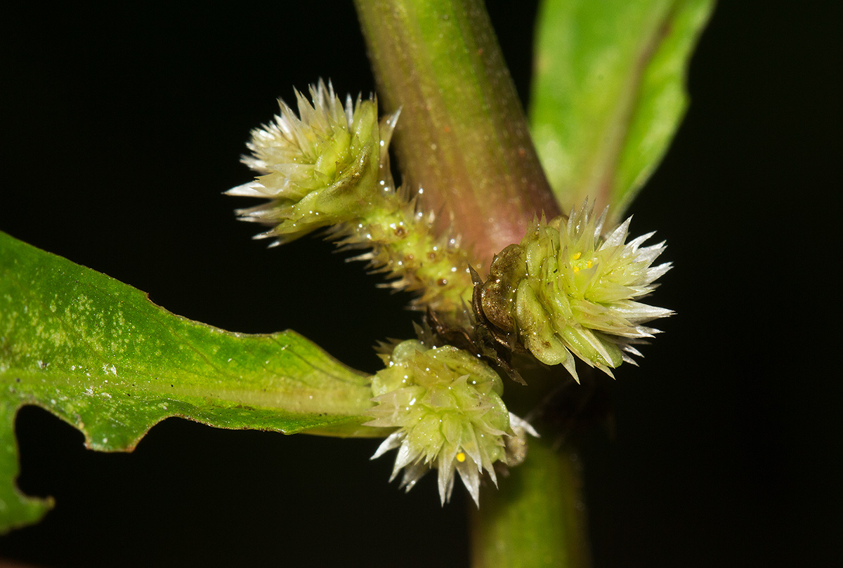 Alternanthera sessilis
