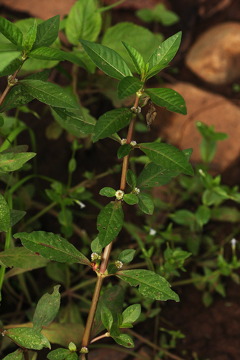 Alternanthera sessilis