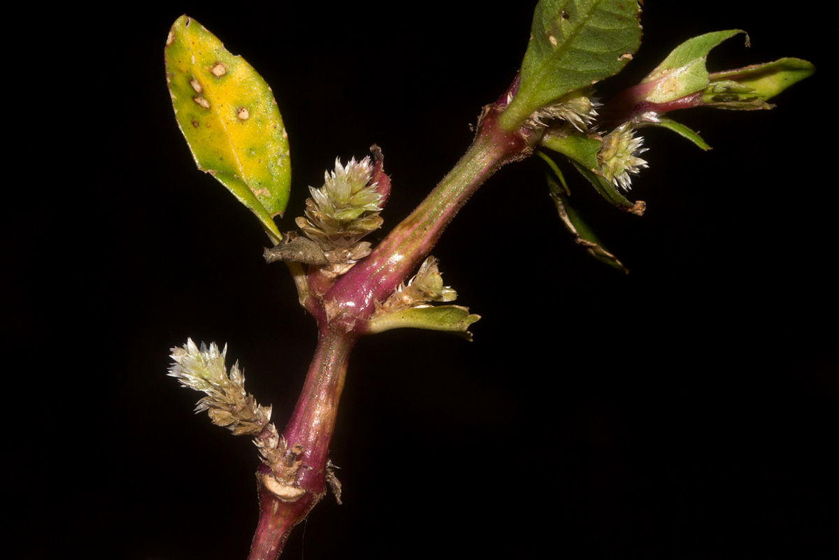 Alternanthera sessilis