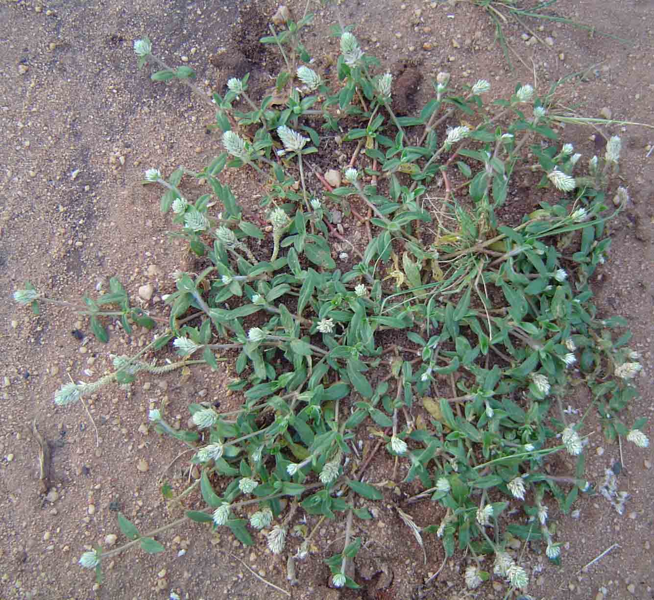 Gomphrena celosioides