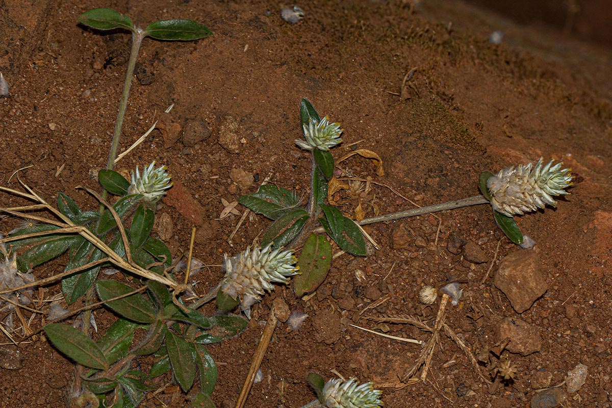 Gomphrena celosioides Gomphrena celosioides