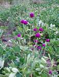 Gomphrena globosa