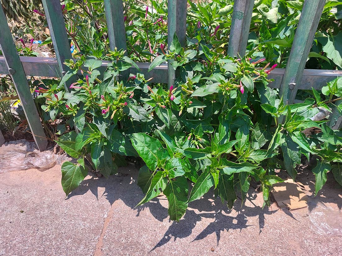 Mirabilis jalapa Mirabilis jalapa
