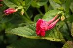 Mirabilis jalapa