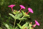 Mirabilis jalapa