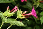 Mirabilis jalapa