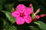Mirabilis jalapa