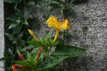 Mirabilis jalapa