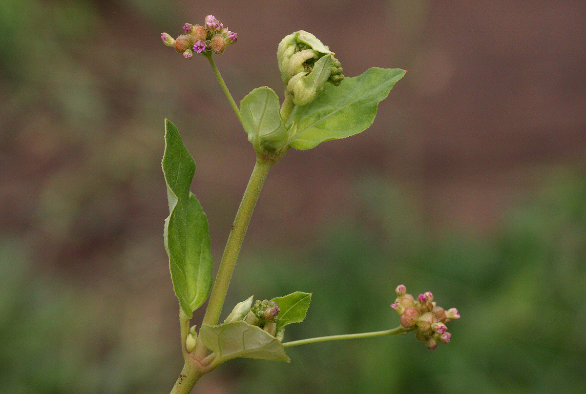 Boerhavia coccinea